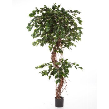 Ficus Exotica 180 cm