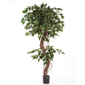 Ficus Exotica 180 cm