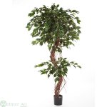 Ficus Exotica 180 cm