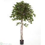 Ficus-Kugelbaum, 160 cm