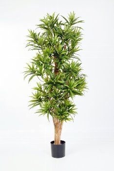 Dracena Reflexa, 150 cm