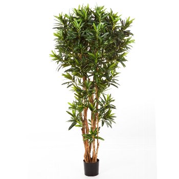 Croton Reflexa, 150 cm