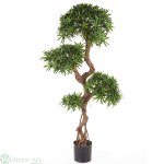 Podocarpus x4, 165 cm