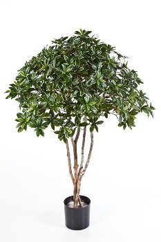 Euonymus Japonicus tree 120 cm
