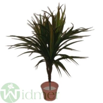 Dracena x3, 50 cm