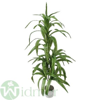 Dracenapflanze x5 100 cm