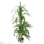 Dracenapflanze x5 100 cm