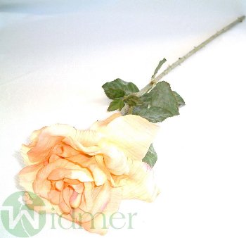 Rose x1 70 cm
