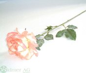 Rose x1 60 cm