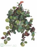 Pelargoniumhänger 50 cm