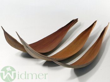 Cocosschale 80-100 cm