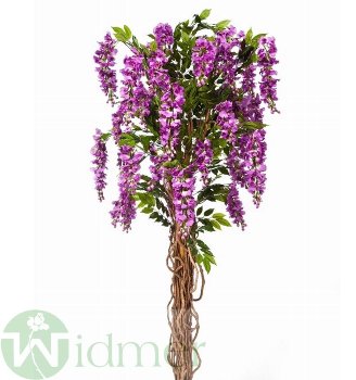 Goldregenbaum liana 210cm
