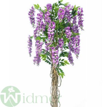 Goldregenbaum liana 210cm