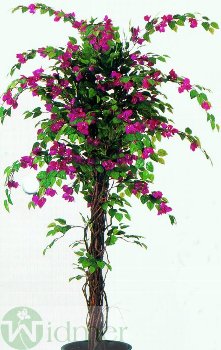 Bougainvillea Liana 210cm