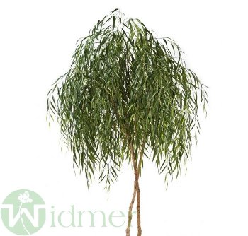 Weidenbaum 200 cm