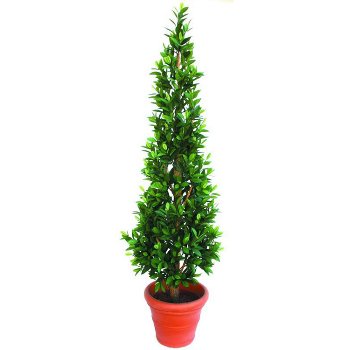 Lorbeerbaum Pyramide 210 cm