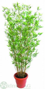 Bambusbaum 90 cm