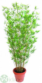 Bambusbaum 240 cm