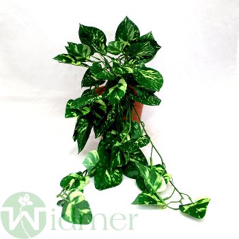 Philozweig 60 cm