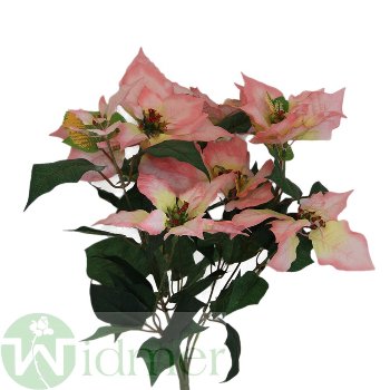 Poinsettia-Busch x 7/7 Bl