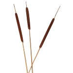 Schilfkolben klein 50/Krt