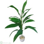Philodendron 80 cm