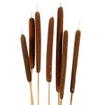 Schilfk. natur mix, 50/Krt