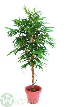 Langblattbaum 210 cm