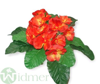 Primel x10 D20/H17 cm