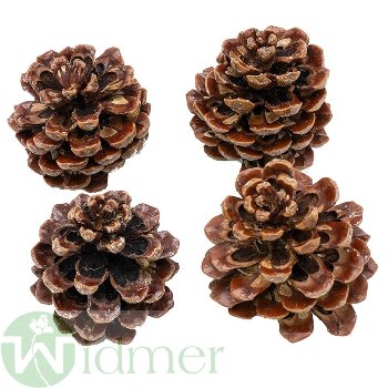 Pinea gross lackiert 30Stk/Krt