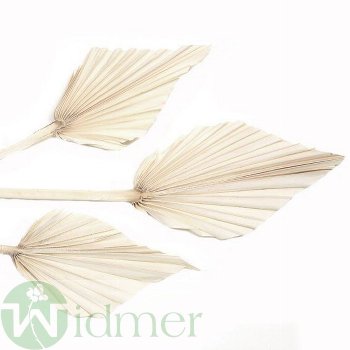 Palmspeer mini 8-10cm, 100/Btl