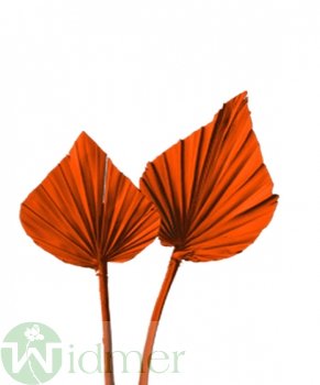 Palmspeer mini 8-10cm, 100/Btl