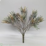 Podocarpus-Busch x12 26 cm