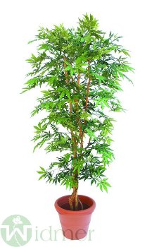 Ahornbaum 240 cm