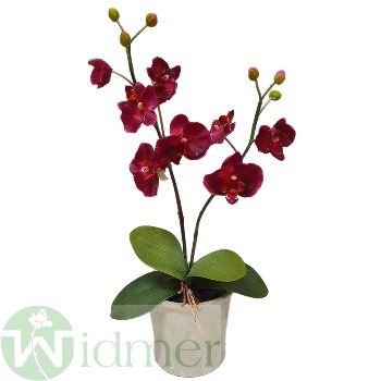 Orchidee x2 52 cm