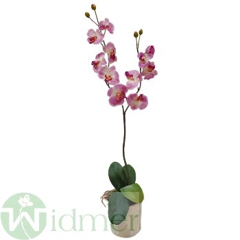 Orchidee x2 80 cm
