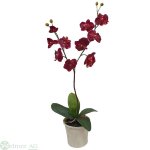 Orchidee x2 80 cm
