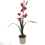 Orchidee 80 cm