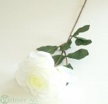 Rose 1 Blüte m.L 12/40 cm