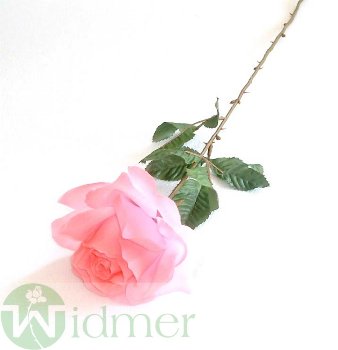 Rose 1 Blüte m.L 12/40 cm