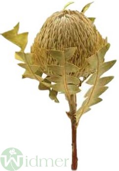 Banksia Baxterii, 25/Krt