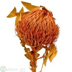 Banksia Baxterii, 25/Krt