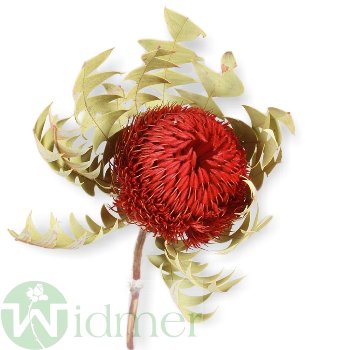 Banksia Baxterii, 25/Krt