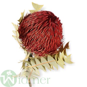 Banksia Baxterii, 25/Krt