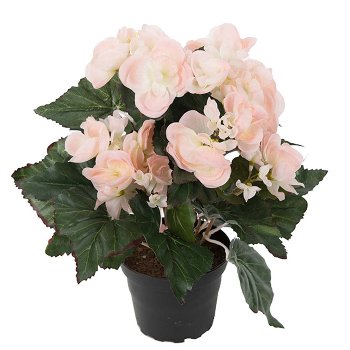 Begonie 28 cm im Topf