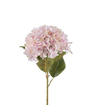 Hortensie 110 cm