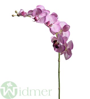 Phalaenopsis 77 cm