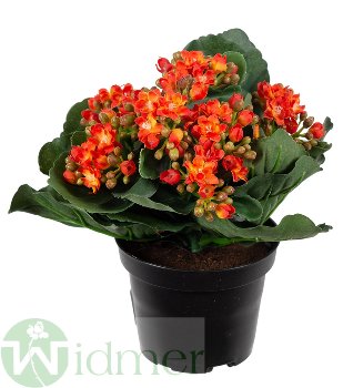 Kalanchoe 20cm m.Topf