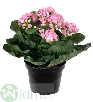 Kalanchoe 20cm m.Topf