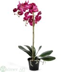Phalaenopsis 60 cm